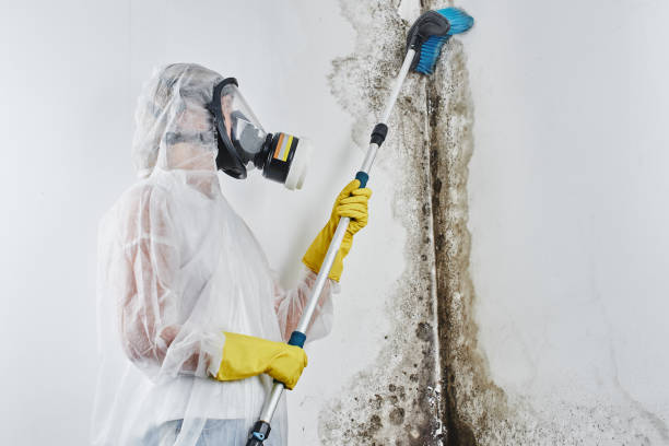 Why You Should Choose Our Mold Remediation Services in Lake Wilderness, VA